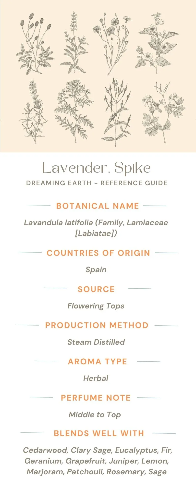 Lavender, Spike Essential Oil, Organic